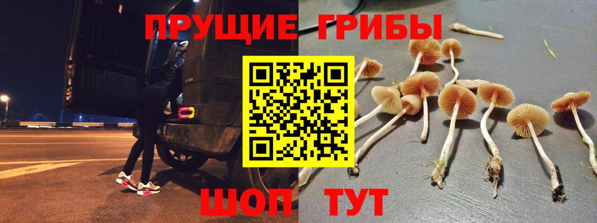 Псилоцибиновые грибы Psilocybe Ижевск